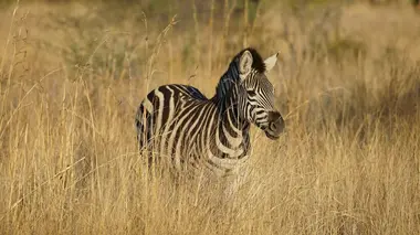 Queues de chiots et mâchoires de crocodiles