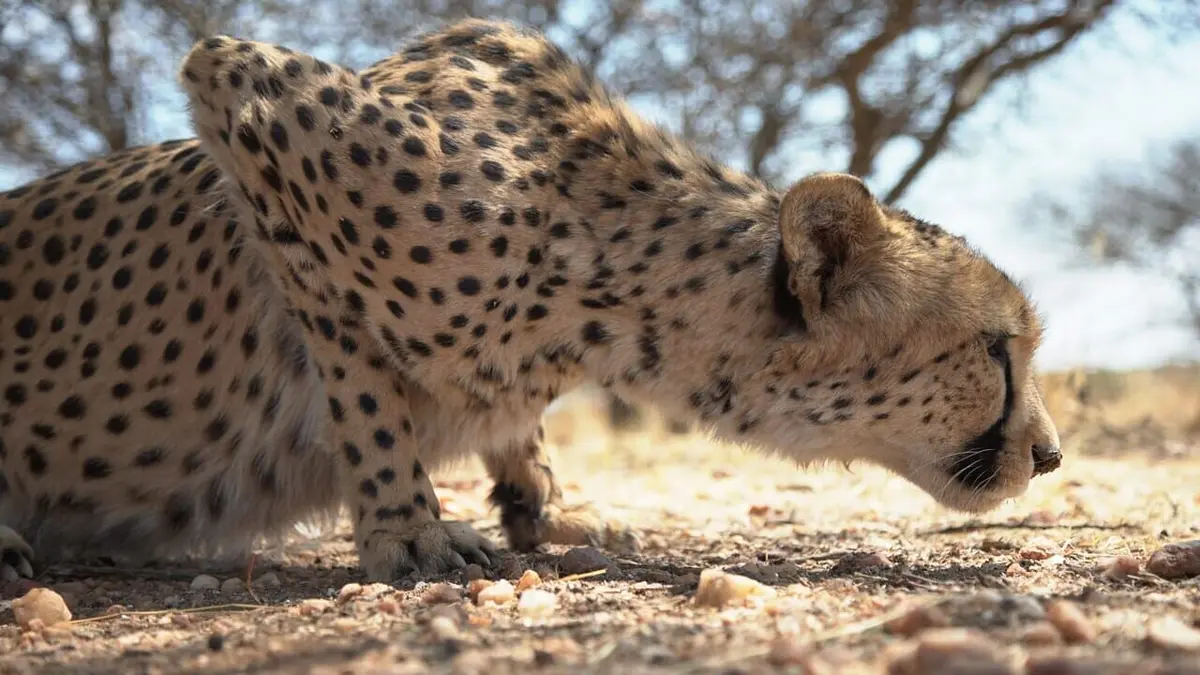 Les superpouvoirs des animaux Chats médiums et loutres de mer au sang chaud