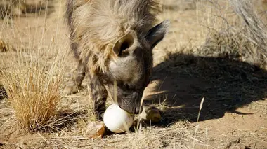 Insectes dans l'espace et écureuils GPS