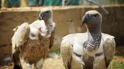 Sur TLC à 22h40 : Les superpouvoirs des animaux