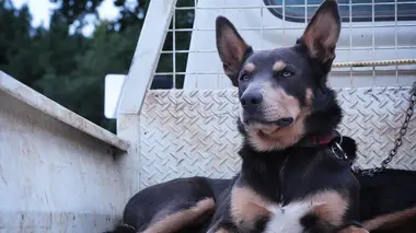 Chiens de berger et larmes de tortue