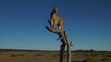 Fromage pour souris et flatulences de lamantins