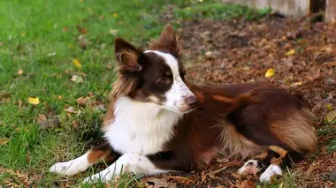 Baleines volantes et crème solaire pour hippos