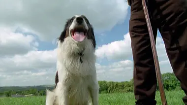 Toutous malins et bains de poissons