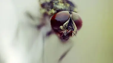 Pic-vers et fourmis insubmersibles