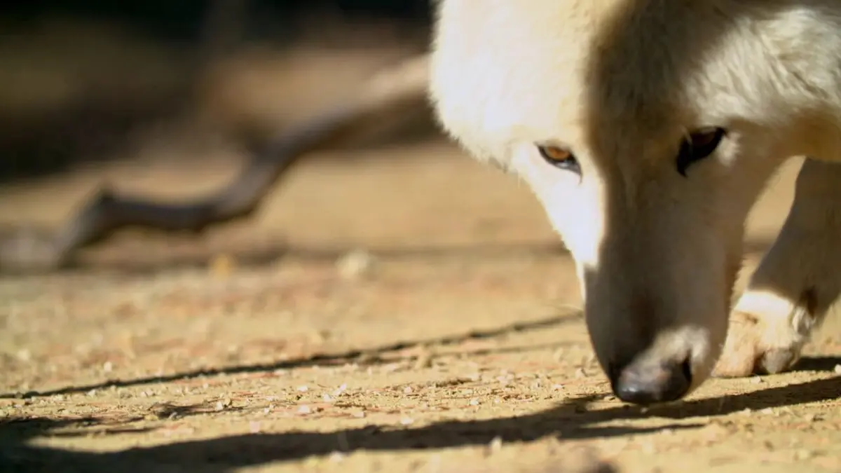 Les superpouvoirs des animaux Crabes décoratifs et rugissements de lions