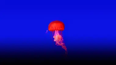 Pets de poissons et œufs géants