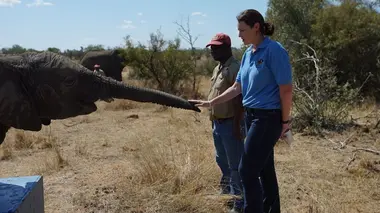 Les superpouvoirs des animaux Trompe d'éléphant et animaux centenaires