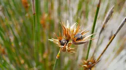 Les superpouvoirs des plantes
