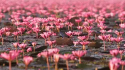 Les superpouvoirs des plantes Lacs et rivières