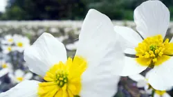 Les superpouvoirs des plantes Lacs et rivières