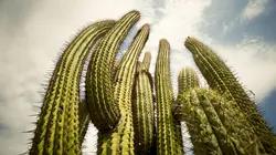 Les superpouvoirs des plantes