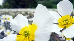 Les superpouvoirs des plantes Lacs et rivières