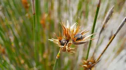 Les superpouvoirs des plantes