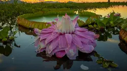 Les superpouvoirs des plantes Lacs et rivières