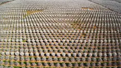 Les superpouvoirs des plantes Nos meilleures alliées