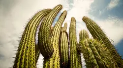 Les superpouvoirs des plantes Déserts et plaines arides