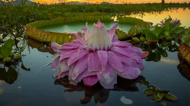 Les superpouvoirs des plantes Lacs et rivières