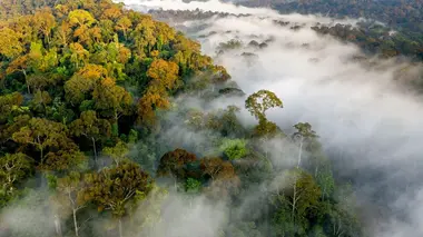 Les superpouvoirs des plantes Mondes tropicaux