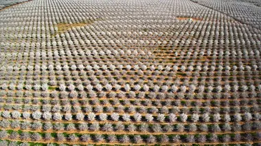 Les superpouvoirs des plantes Nos meilleures alliées