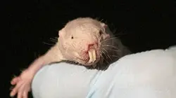 Visuel de Les superpouvoirs des rats-taupes nus