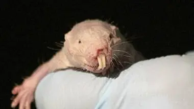 Les superpouvoirs des rats-taupes nus