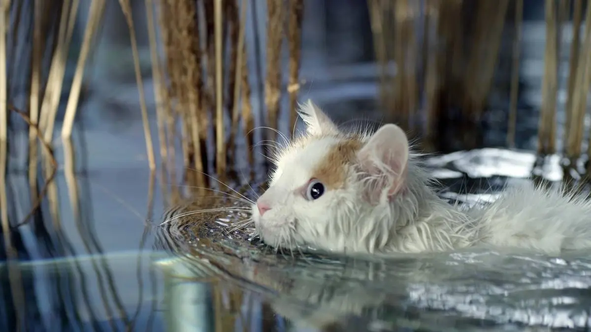 Les superpouvoirs du chat
