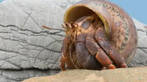 Les superpouvoirs du règne Animal Les Commandos-Marine