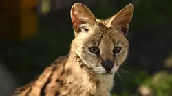 Les superpouvoirs du règne Animal