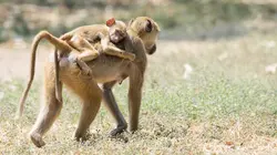 Les superpouvoirs du règne Animal