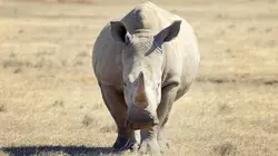 Visuel de Les superpouvoirs du règne Animal