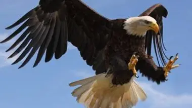 Les superpouvoirs du règne Animal Les Unités d'Elite