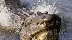 Sur France 4 à 22h35 : Les supersens des animaux