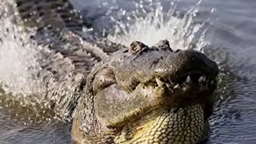 Les supersens des animaux E02 L'ouïe