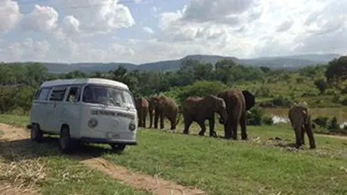Les supersens des animaux E01 L'odorat