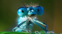 Les supersens des animaux E03 La vision