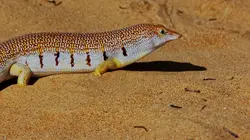 Les supersens des animaux E03 La vision