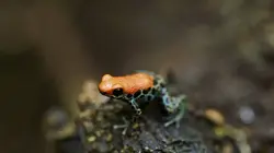 Les supersens des animaux