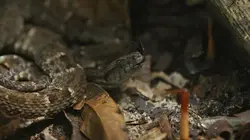 Les supersens des animaux E03 La vision