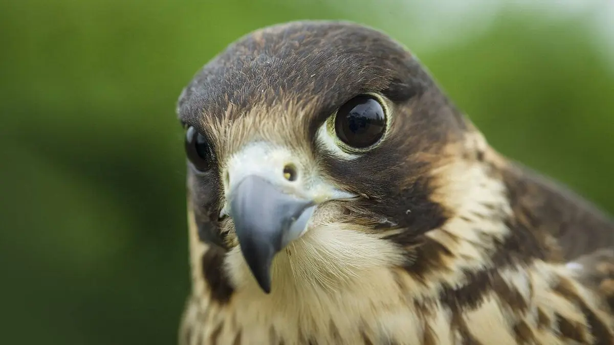 Les supersens des animaux S01E03 Un monde caché