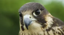 Les supersens des animaux E03 La vision