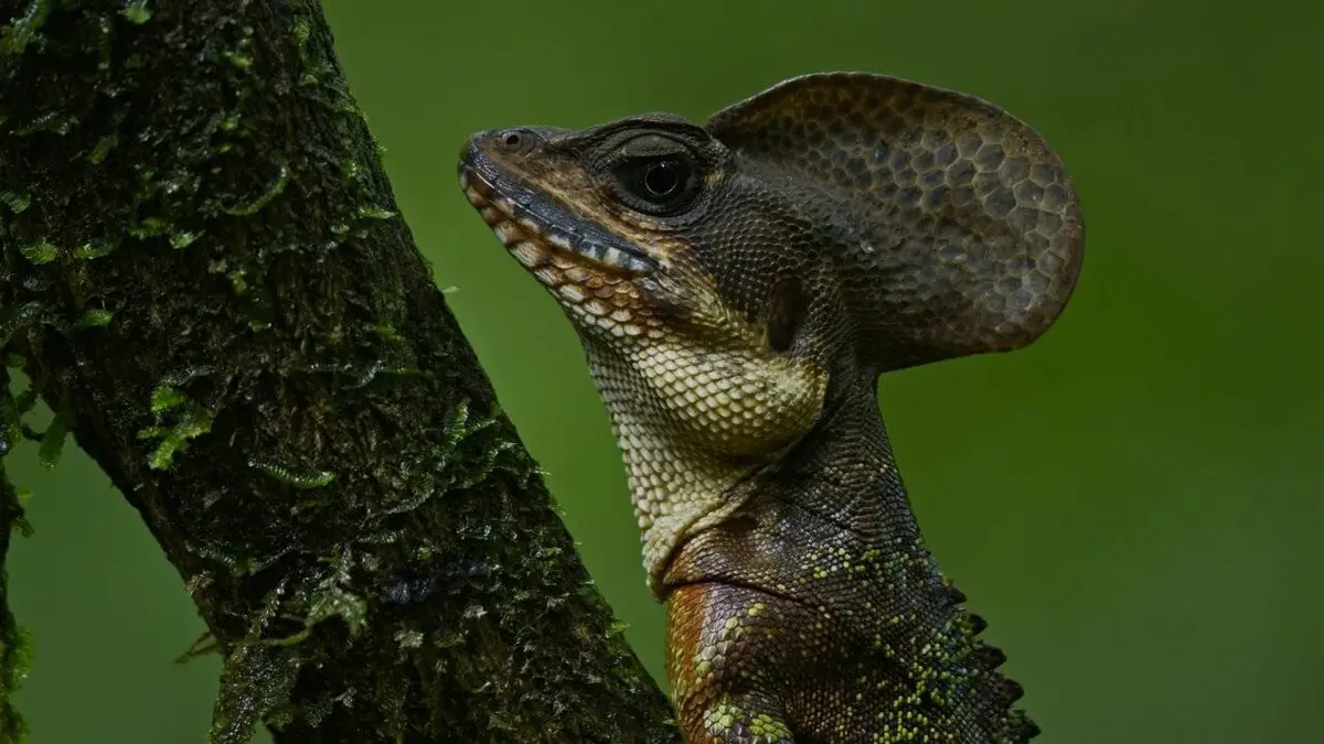 Les supersens des animaux S01E02 Superpouvoirs