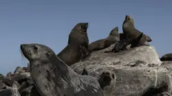 Les supersens des animaux E03 La vision