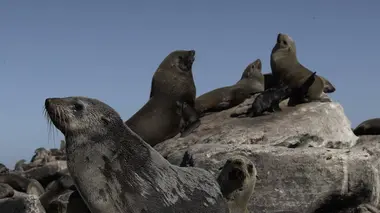 Les supersens des animaux E03 La vision