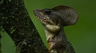 Les supersens des animaux S01E02 Superpouvoirs