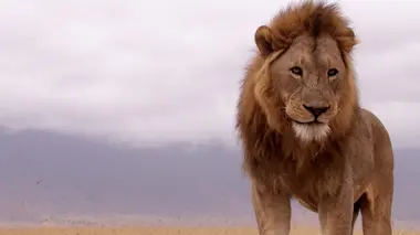 Les meilleurs chasseurs