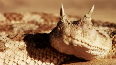 Les rois de la course