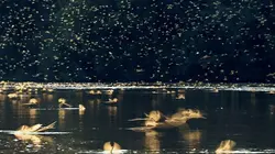 Les survivants ultimes de la nature Les meilleurs artistes
