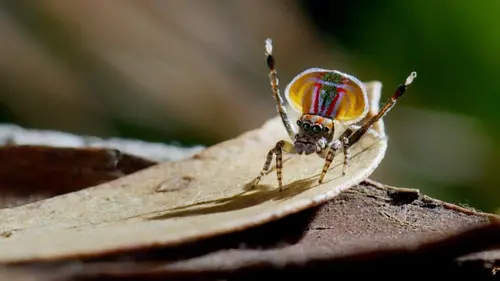 Les survivants ultimes de la nature Les meilleurs artistes