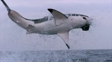 Créatures de haut vol
